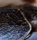 apice-elitrale-Brachinus.jpg