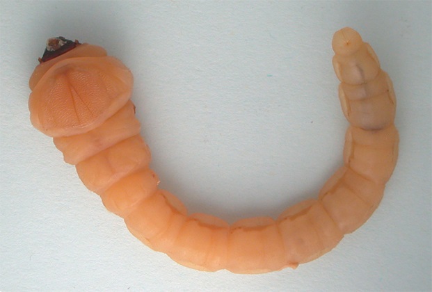 Chalcophora_larva.jpg