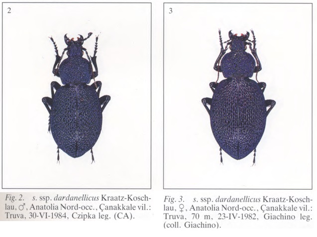 CAVAZZUTI. 1989. Monografia del genere Procerus (Coleoptera, Carabidae, Carabini).jpg