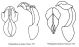 Phyllognathus.jpg