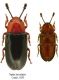 Figures-3-13-Central-European-species-of-Triplax-dorsal-habitus-T-aenea-3-T_W640.jpg