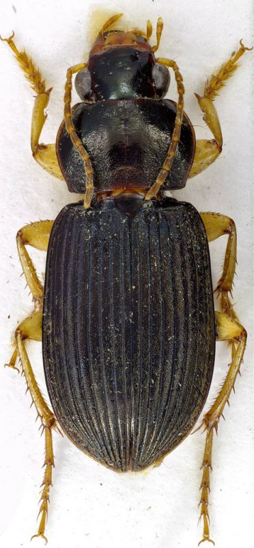 tn_Harpalinae.jpg