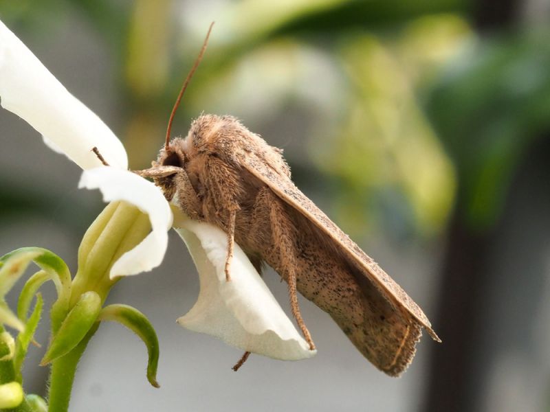 Noctuidae_Hoplodrina_ambigua_adulto (2).jpg