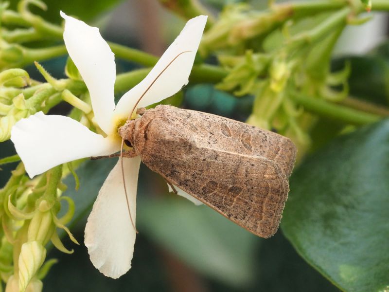 Noctuidae_Hoplodrina_ambigua_adulto (1).jpg