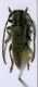 Pilemia sp._ Benelli.jpg