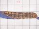 Noctuidae_Hoplodrina_ambigua_larva_misura copia.jpg