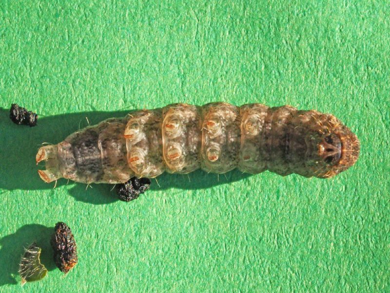 Noctuidae_Hoplodrina_ambigua_larva.jpg