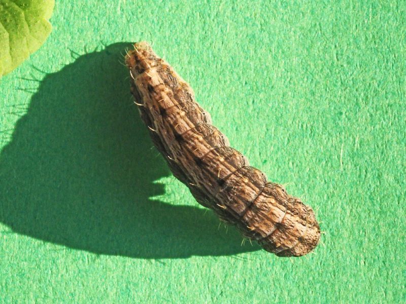 Noctuidae_Hoplodrina_ambigua_larva_Glechoma_hederacea.jpg