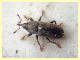 probabile Tychius cuprifer - 3 mm. con rostro - Anzio - 15.5.2020 - (5).JPG