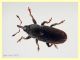 probabile Tychius cuprifer - 3 mm. con rostro - Anzio - 15.5.2020 - (3).JPG