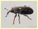 probabile Tychius cuprifer - 3 mm. con rostro - Anzio - 15.5.2020 - (1).JPG