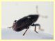 probabile Tychius cuprifer - 3 mm. con rostro - Anzio - 15.5.2020 - (2).JPG