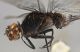 Orthetrum sp.1 prof.jpg