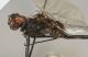 Orthetrum sp.2 prof.jpg