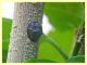 Saissetia oleae su Althea officinalis - 4 mm - Anzio - 10.5.2020 - (7).JPG