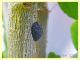 Saissetia oleae su Althea officinalis - 4 mm - Anzio - 10.5.2020 - (8).JPG