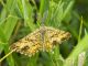 ematurga_atomaria_0875_s.jpg