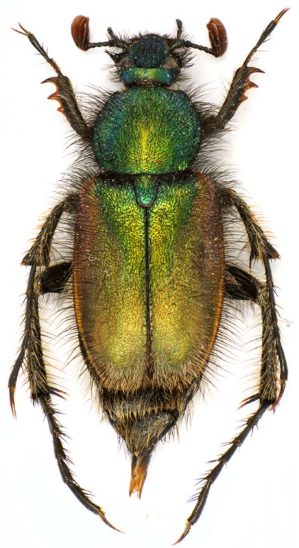 Amphicoma-graeca.jpg