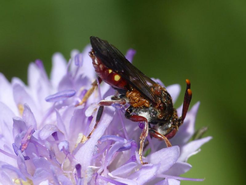 nomada con triungulini e.jpg