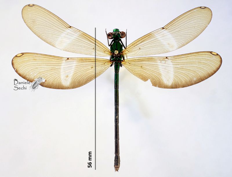 Odonata1.jpg