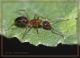 Formicidae.jpg