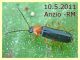 Cratosilis denticollis - Anzio - 10.5.2011.JPG