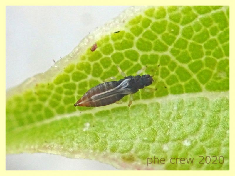 2 probabile Heliothrips haemorroidalis - 1,8 mm. - Anzio - 29.4.2020 - (1).JPG