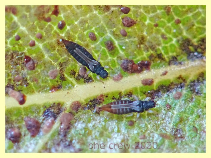 3 probabile Heliothrips haemorroidalis - 1,8 mm. - Anzio - 29.4.2020 - (3).JPG