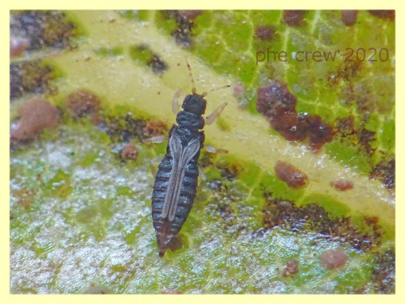 5 probabile Heliothrips haemorroidalis - 1,8 mm. - Anzio - 29.4.2020 - (6).JPG