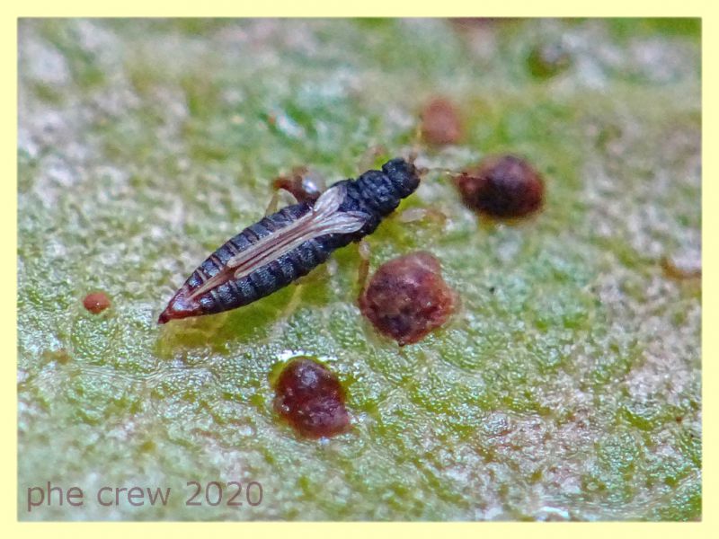 6 probabile Heliothrips haemorroidalis - 1,8 mm. - Anzio - 29.4.2020 - (7).JPG