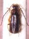 IMG_7580aa Silis cfr (Canth. Silinae).JPG
