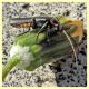 probabile Cantharis obscura - Grosseto - 21.3.2013 (4).jpg
