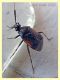 Deraocoris sp. -  6 mm. - Anzio 21.5.2020 - (2).JPG