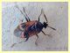 Deraocoris sp. -  6 mm. - Anzio 21.5.2020 - (1).JPG