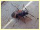 Deraocoris sp. -  6 mm. - Anzio 21.5.2020 - (3).JPG