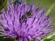megachile e2.jpg