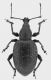 Otiorrhynchus-Vigolana.jpg