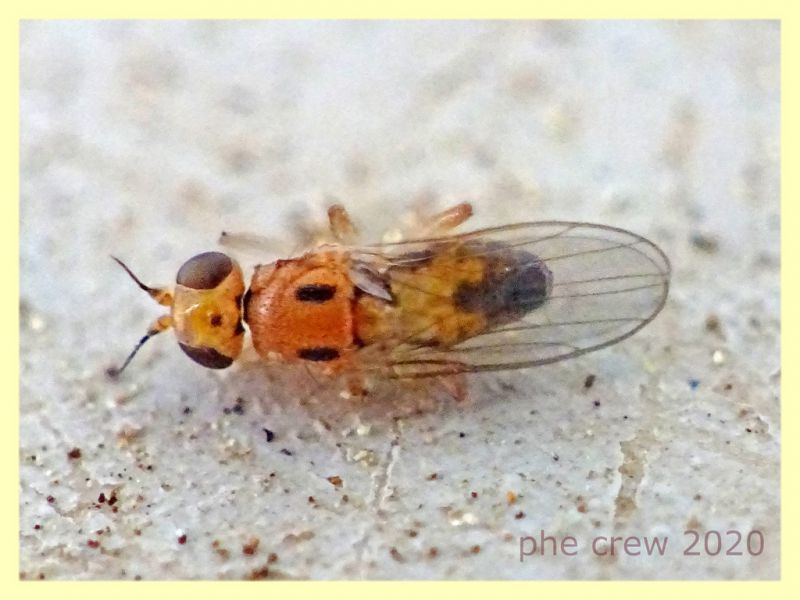 1 probabile Elachiptera bimaculata dalle antenne alle ali 3 mm. predata da probabile Crabronidae - Anzio 15.5.2020.JPG