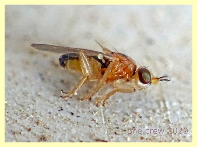 2 probabile Elachiptera bimaculata dalle antenne alle ali 3 mm. predata da probabile Crabronidae - Anzio 15.5.2020 -.JPG