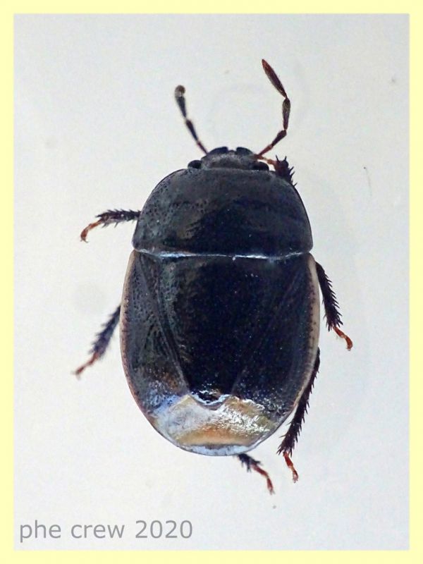 probabile Geotomus sp. - 4,1 mm. - Anzio 24.5.2020 - trappola ad aceto (2).JPG