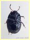 probabile Geotomus sp. - 4,1 mm. - Anzio 24.5.2020 - trappola ad aceto (1).JPG