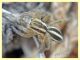 probabile Phlegra sp. 3 mm. - Anzio 17.8.2019 - (2).JPG