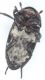lodi-+-macrofaghi-001.jpg