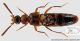 Zyras (Glossacantha) armifrons Eppelsheim,1890.jpg