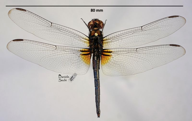 Odonata4.jpg