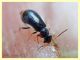 probabile Colotes maculatus - 2,5 mm. - Anzio 17.8 (5).JPG