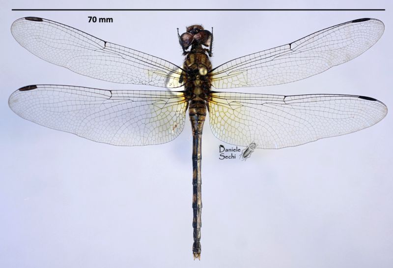 Odonata8.jpg