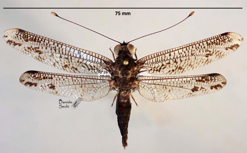 Ascalaphidae 1.jpg