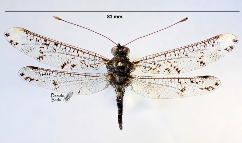 Ascalaphidae 2.jpg