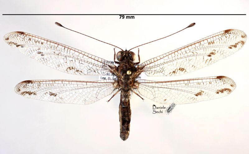 Ascalaphidae 3.jpg